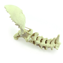 Buy one 12322 Cervical Spine, Artificial Drillable Cervical Spine with Occipital , Orthopaedics Practice Simulation Bone